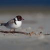 Kulik cernohlavy - Thinornis cucullatus - Hooded Plover o5029